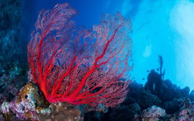 Il futuro del corallo parte da Torre del Greco: il 25 febbraio l’evento euro-mediterraneo sulla filiera sostenibile